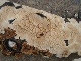 Diplomitoporus crustulinus image
