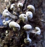 Phleogena faginea image