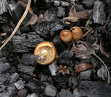 Pholiota highlandensis image