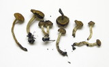 Pholiota highlandensis image