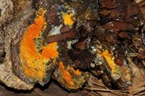 Hypomyces aurantius image