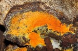 Hypomyces aurantius image