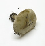 Pluteus petasatus image