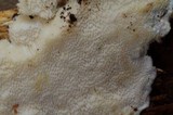 Cinereomyces lindbladii image