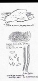 Cinereomyces lindbladii image