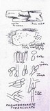 Phanerochaete tuberculata image