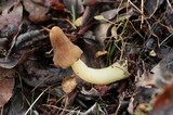 Verpa conica image