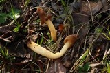 Verpa conica image