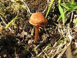 Cortinarius heterosporus image