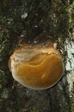 Fomitiporia fissurata image