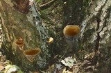 Fomitiporia fissurata image