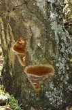 Fomitiporia fissurata image