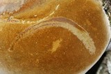 Fomitiporia fissurata image