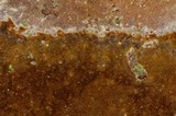 Fomitiporia fissurata image