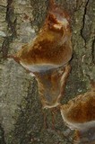 Fomitiporia fissurata image