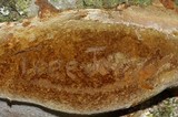 Fomitiporia fissurata image