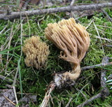 Ramaria stricta image