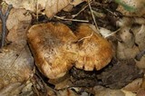 Inocybe fraudans image