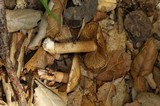 Inocybe fraudans image