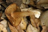 Inocybe fraudans image