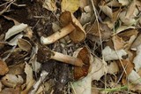 Inocybe fraudans image
