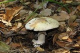 Agaricus albolutescens image
