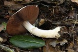 Agaricus kerriganii image