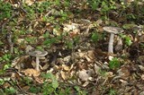 Amanita constricta image