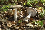 Amanita constricta image