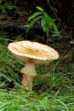 Amanita ochrophylla image