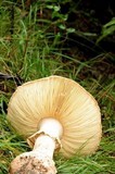 Amanita ochrophylla image