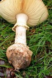 Amanita ochrophylla image