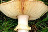 Amanita ochrophylla image