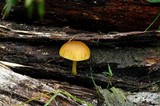 Pluteus romellii image