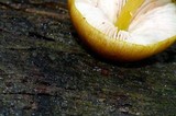 Pluteus romellii image
