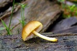 Pluteus romellii image