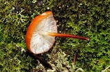 Marasmius elegans image