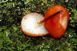 Marasmius elegans image