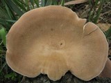 Panus neostrigosus image
