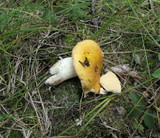 Russula flaviceps image