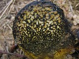 Pisolithus arrhizus image
