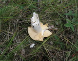 Russula flaviceps image