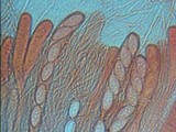 Plectania rhytidia image