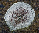 Lecanora xylophila image