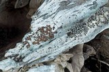 Lecanora xylophila image