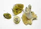 Russula flaviceps image