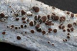 Lecanora xylophila image