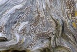 Lecanora xylophila image