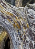 Lecanora xylophila image