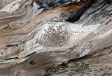 Lecanora xylophila image
